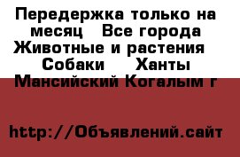 Передержка только на месяц - Все города Животные и растения » Собаки   . Ханты-Мансийский,Когалым г.